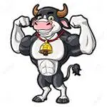 muscle cow